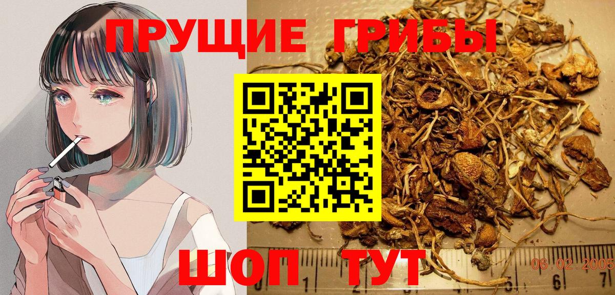 Бузулук  Псилоцибиновые грибы Psilocybine cubensis  Вход с VPN  Галлюциногенные грибы Psilocybe 